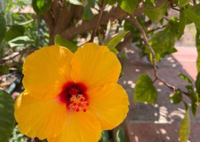 B404 - flowers by the pool
