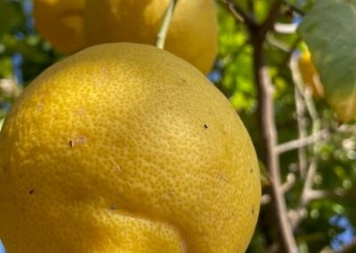 G17 - lemon tree