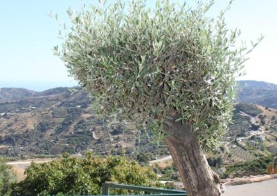 G34 - Oliventræ