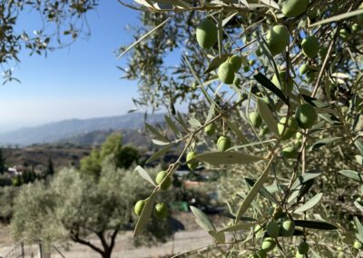 G23 - in the middle of an olive grove