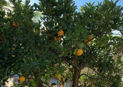 G23 - own orange tree