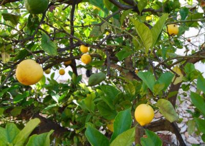B397- lemon tree