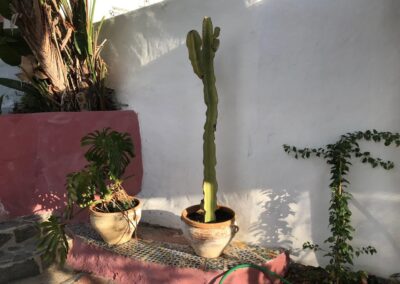 G48 - Cactus