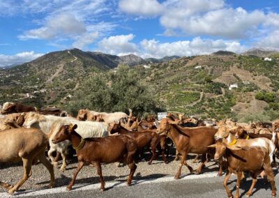 G408 - a meeting with goats