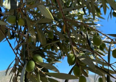 G422 - olives