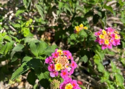 G422 - flowers in the garden
